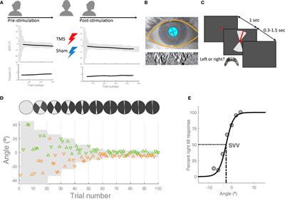 Exploring the Role of Temporoparietal Cortex in Upright Perception and the Link With Torsional Eye Position